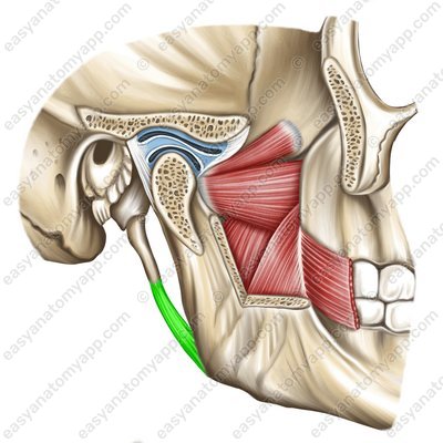 Stylomandibular ligament (ligamentum stylomandibulare)